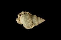 藏品(果粒蛙螺 )的圖片